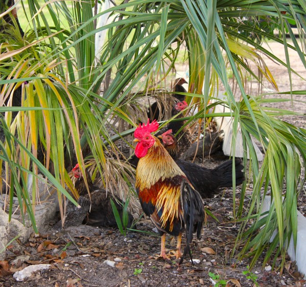 Ybor Rooster